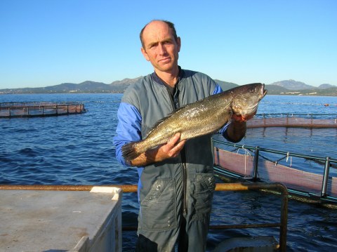 Image Not Found On Media Library