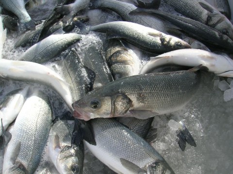 Image Not Found On Media Library