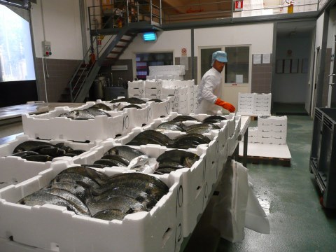 Image Not Found On Media Library