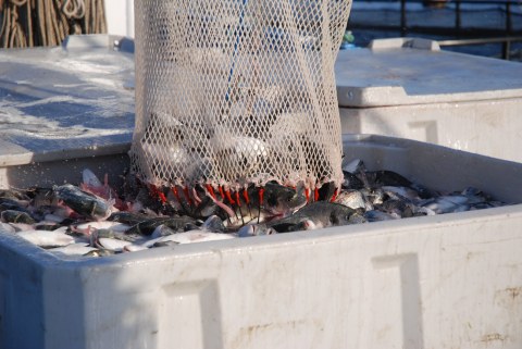 Image Not Found On Media Library