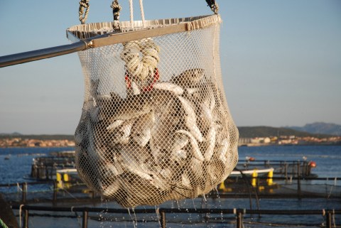 Image Not Found On Media Library