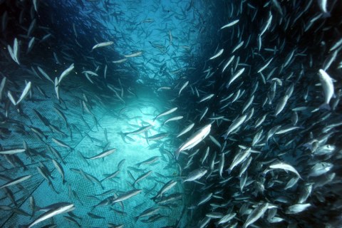 Image Not Found On Media Library