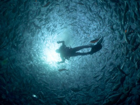 Image Not Found On Media Library