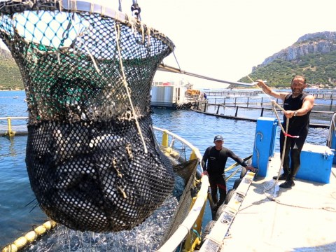 Image Not Found On Media Library