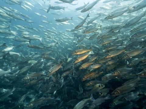 Image Not Found On Media Library