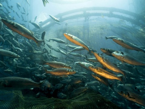 Image Not Found On Media Library