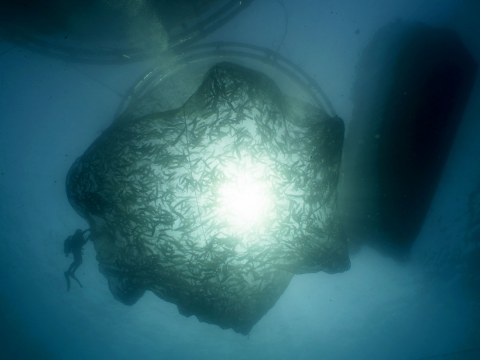 Image Not Found On Media Library