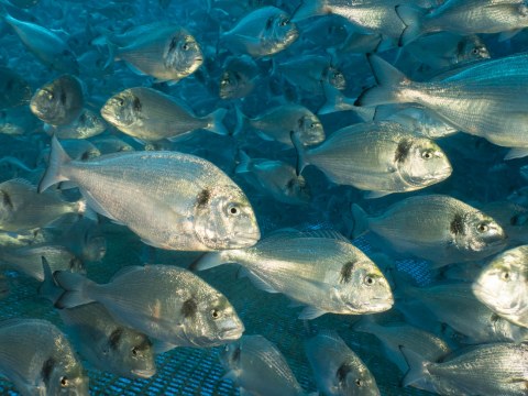 Image Not Found On Media Library