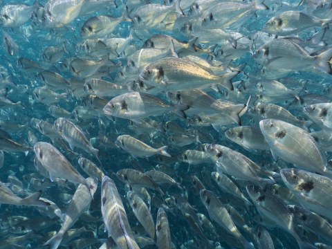 Image Not Found On Media Library