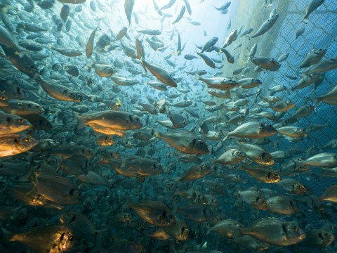 Image Not Found On Media Library